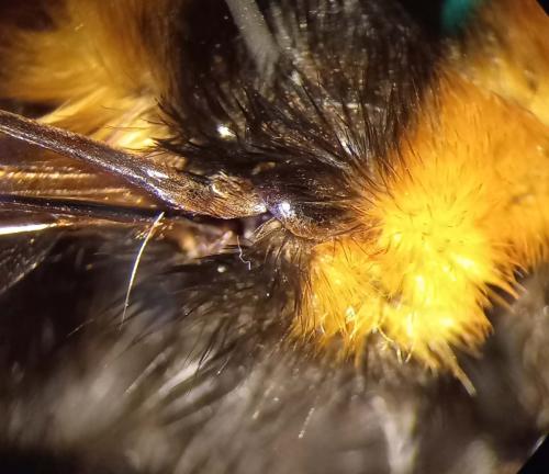Bombus ruderatus