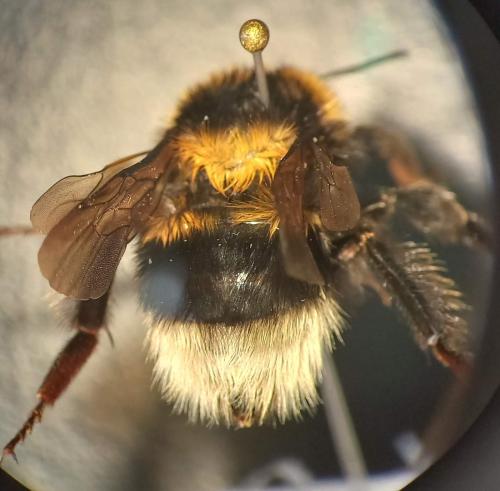 Réf. 303 280 : Bombus ruderatus