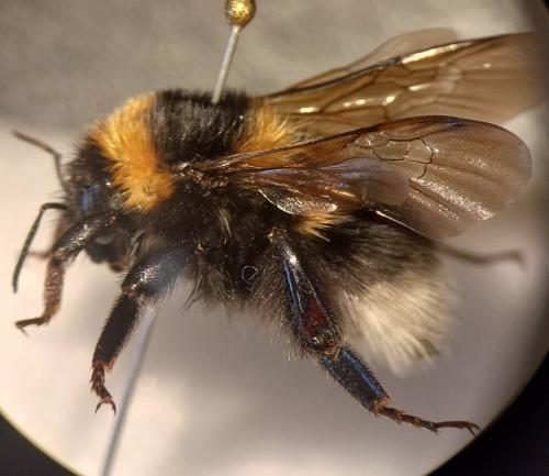 Bombus ruderatus