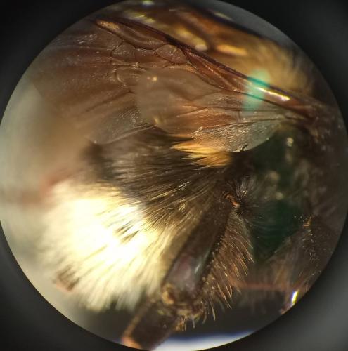 Bombus ruderatus