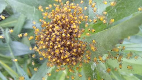 Araneus diadematus