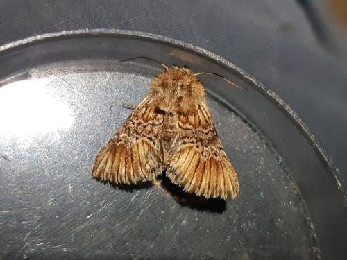 Réf. 303 246 : Amephana anarrhini