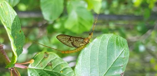 Ephemera glaucops