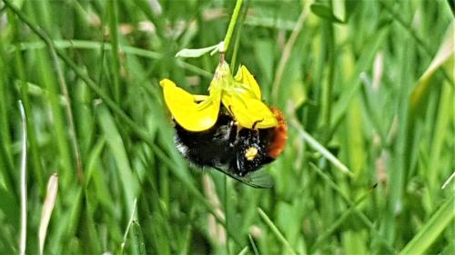 Bombus sp.