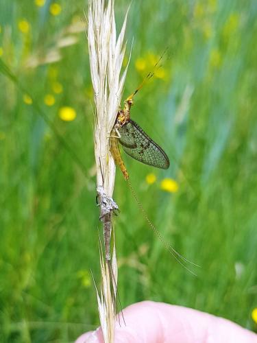 Ephemera glaucops