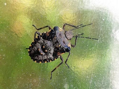 Réf. 303 447 : Pentatoma rufipes