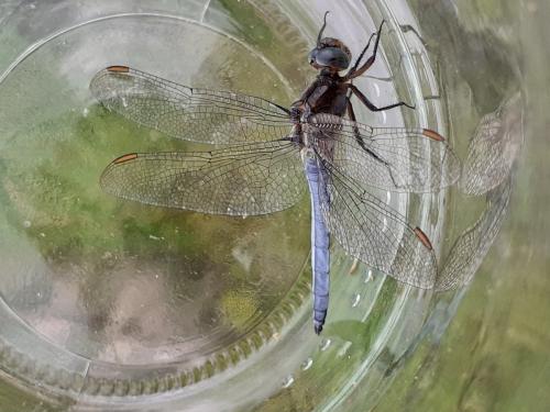 Orthetrum coerulescens