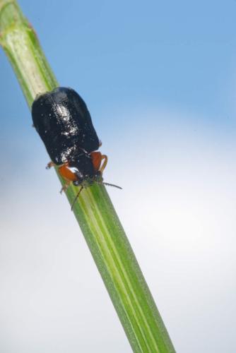 Réf. 303 482 : Smaragdina aurita