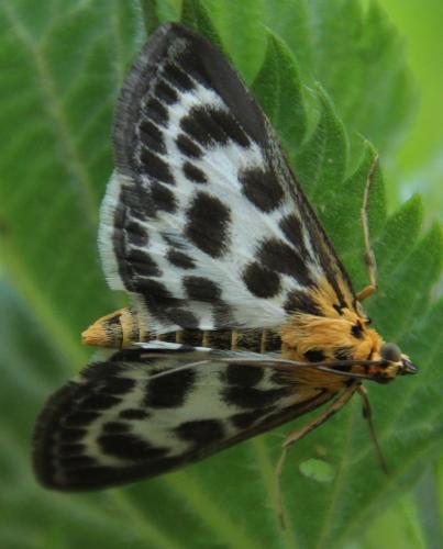 Réf. 303 926 : Anania hortulata