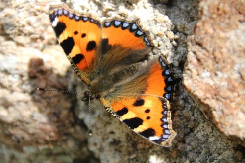 Réf. 303 924 : Aglais urticae