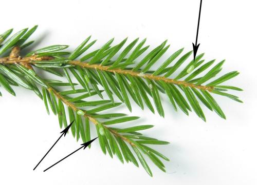Réf. 303 888 : Cephalcia alpina