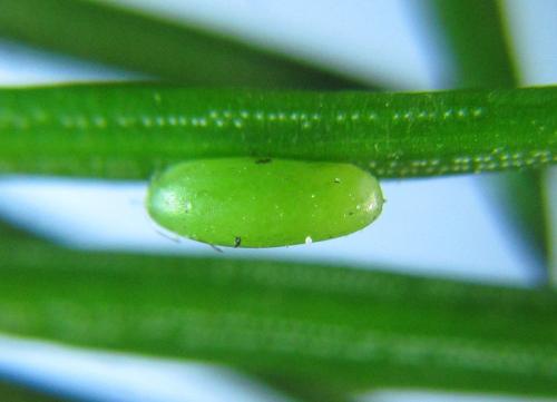 Réf. 303 889 : Cephalcia alpina
