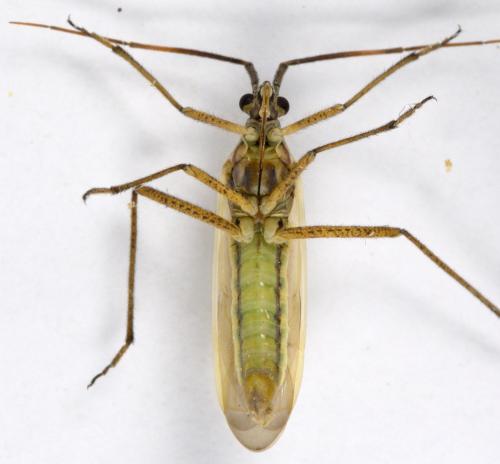 Réf. 303 181 : Leptopterna sp.