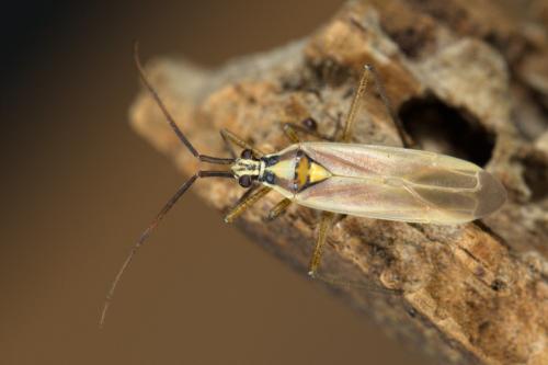 Réf. 303 177 : Leptopterna sp.