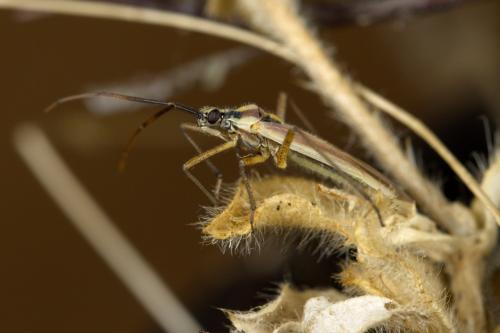 Réf. 303 180 : Leptopterna sp.