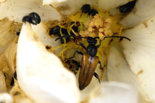 Pseudovadonia livida
