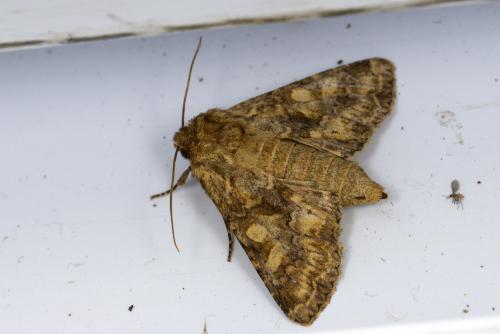 Réf. 303 607 : Conisania luteago