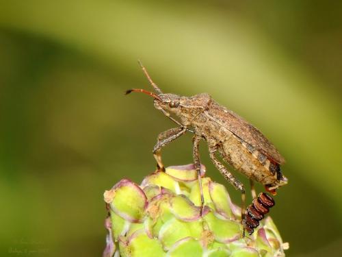 Réf. 303 848 : Ceraleptus gracilicornis