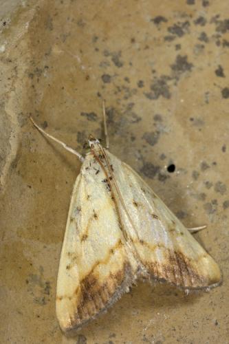 Réf. 303 827 : Evergestis extimalis