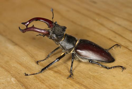Lucanus cervus