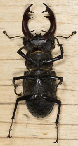Réf. 303 947 : Lucanus cervus