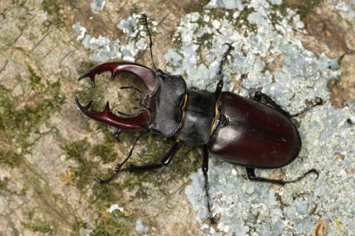 Réf. 303 946 : Lucanus cervus
