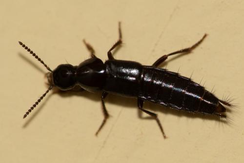 Quedius sp.