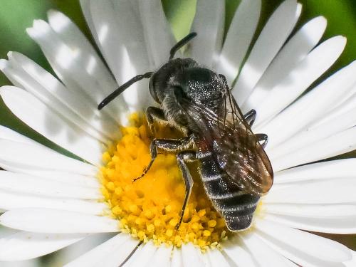 Réf. 303 372 : Dioxys cinctus