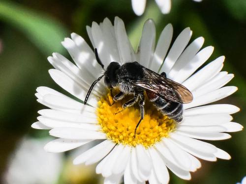 Dioxys cinctus