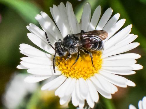 Réf. 303 374 : Dioxys cinctus