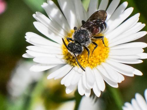 Réf. 303 375 : Dioxys cinctus