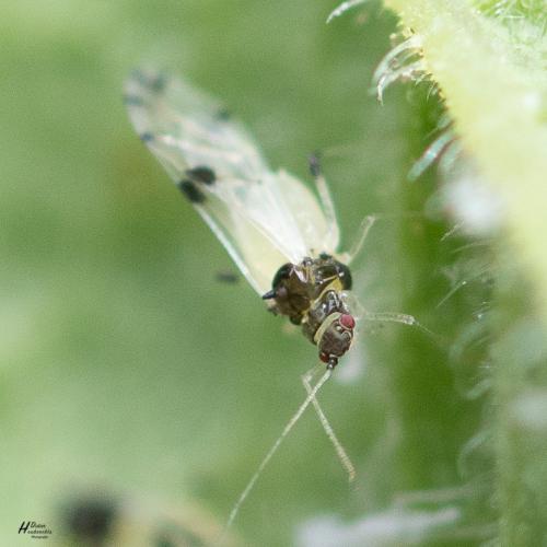 Réf. 303 213 : Tinocallis sp.