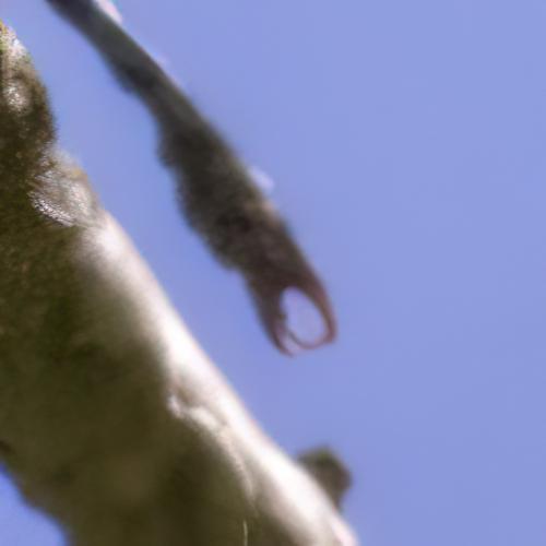 Onychogomphus forcipatus