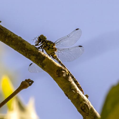 Onychogomphus forcipatus