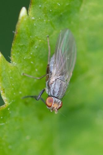Réf. 303 980 : Trixoscelis frontalis