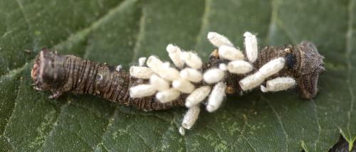 Réf. 303 491 : Biston strataria