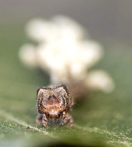 Réf. 303 492 : Biston strataria