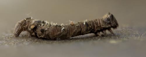 Réf. 303 493 : Biston strataria