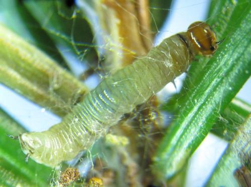 Réf. 303 890 : Cephalcia alpina