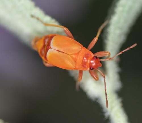 Réf. 303 520 : Pyrrhocoris apterus