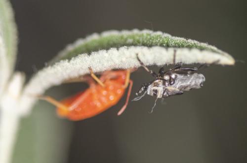 Pyrrhocoris apterus