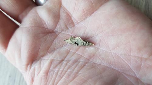 Réf. 303 650 : Pieris rapae