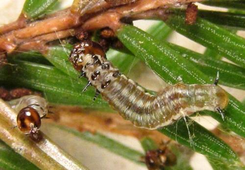Réf. 303 892 : Cephalcia alpina