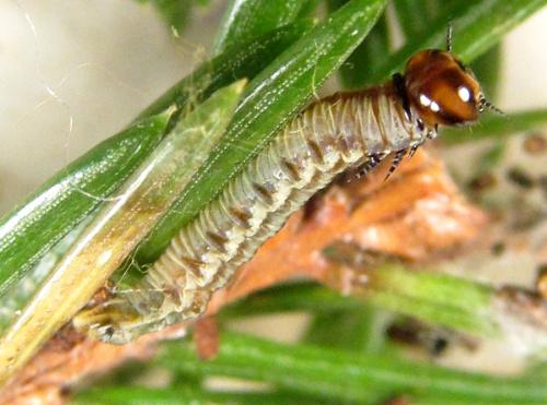 Réf. 303 893 : Cephalcia alpina