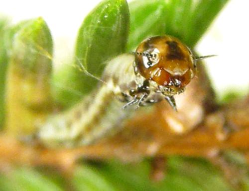 Réf. 303 894 : Cephalcia alpina