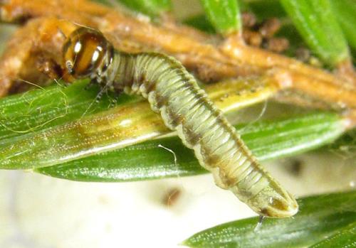 Réf. 303 895 : Cephalcia alpina