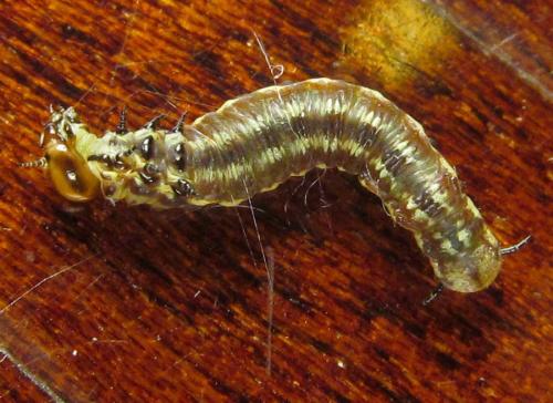 Cephalcia alpina