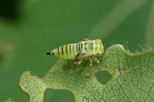 Populicerus laminatus