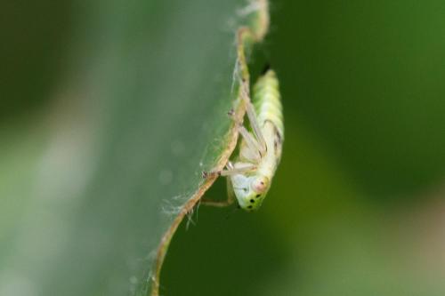 Populicerus laminatus