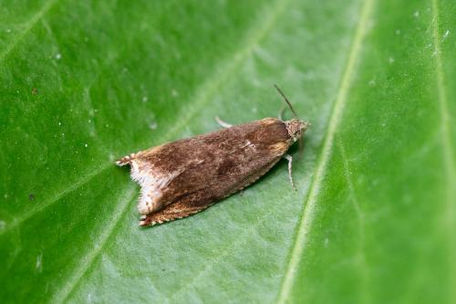 Ancylis upupana